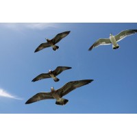FlyAsOne logo - Similar company to Gentium Aps