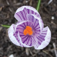 Garden Design LLC logo - Similar company to Turnserv