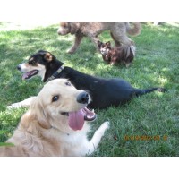 Loving Pet Care logo - Similar company to Loving Pets Products