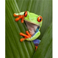 Green Frog Clean