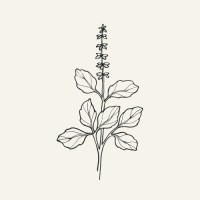 Tulsi Strategies logo - Similar company to Fractal Tech