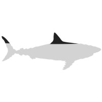 Megalodon logo - Similar company to Threatspan
