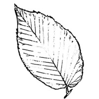 The Elm logo - Similar company to Prestwick House