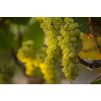 Durell Vineyards logo - Similar company to Dutton Ranch