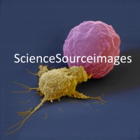 Photo Researchers, Inc.