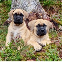 Rustic Dream Kennel logo - Similar company to Onemore Secure
