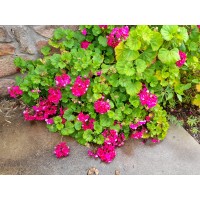 Narrogin Cottage Homes logo - Similar company to Next Step Homes