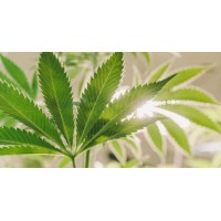 Massachusetts Cannabis Business Association logo - Similar company to Massachusetts Cannabis Association For Delivery (Mcad)