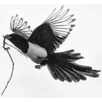 Corvidae LLC logo - Similar company to All Power Labs