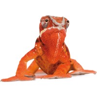 DORNER Health IT Solutions logo - Similar company to Lablions Software & Solutions Gmbh