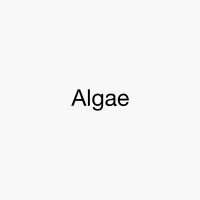 Algae logo - Similar company to Avari Labs Microalgae
