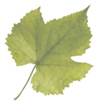 Compra-vino logo - Similar company to Jóvenes Por El Vino