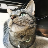 The Brown Tabby logo - Similar company to Sandy, Inc.