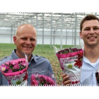 Chrysabella bij Berkhout Plants logo - Similar company to Mg Grand B.V.