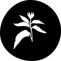Ortica Studio logo - Similar company to Solidstudio