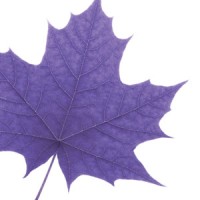 Laurier Online Learning logo - Similar company to Cae Canada