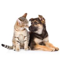 Countryside Animal Hospital logo - Similar company to Planningedge