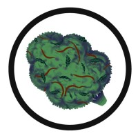 Get Sensible logo - Similar company to Queer And Trans Health Collective
