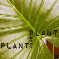 Plant voor Plant - Plantenasiel Maarssen