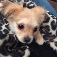 In memory of People’s Home equity and UCL logo - Similar company to Rate Leaf, Inc. Nmls #1917493