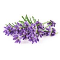 Lavender Sanctum logo - Similar company to Empirex.Ai