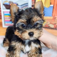 Redission Yorkie Puppies logo - Similar company to Pchs