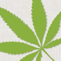 The Israeli Cannabis Magazine - מגזין קנאביס logo - Similar company to Canndoc