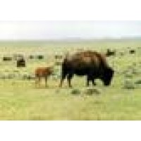 Durham Ranches Inc logo - Similar company to Beck & Bulow