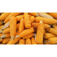 Corn Sugar Soyabean USA- BRASIL logo - Similar company to Great Commodity Group Ltd