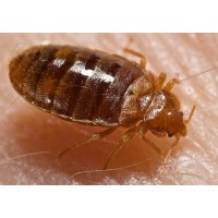 Advanced Pest Control Pty Ltd logo - Similar company to Pest Control Redcliffe