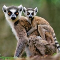 Discover Madagascar logo - Similar company to Top Madagascar