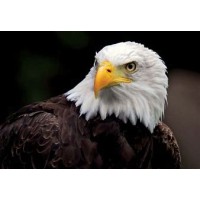 Unified Security Consulting and Preparation Services, LLC logo - Similar company to Unified Security Systems