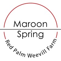 MaroonSpring Farm - Red Palm Weevil ฟาร์ด้วงสาคู logo - Similar company to Agri-Innovation & Incubation Centre, Rpcau, Pusa