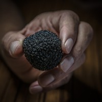 FRANCE TRUFFES logo - Similar company to Maison Truffes Henras 1820 - Truffus