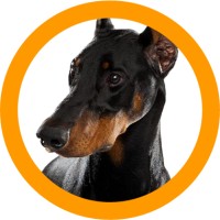 The Leadhound