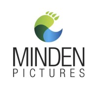 Minden Pictures logo - Similar company to Les Iconographes