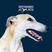 Greyhounds as Pets NZ logo - Similar company to Kleinmann Wang