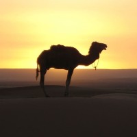 Sandstorm Software logo - Similar company to Sandstorm Software Fze