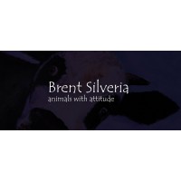 Silveria Arts and Media logo - Similar company to Silveria