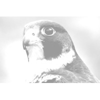 Peregrine Security Solutions logo - Similar company to Peregrine Security Inc.