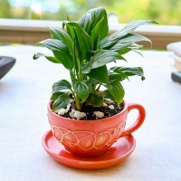 Green Nature Protectors logo - Similar company to Blue Orange Incentives Private Limited
