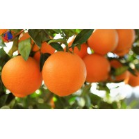 Fruitme