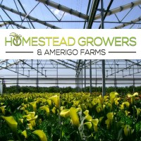 Amerigo Farms/Homestead Growers logo - Similar company to Hasfarm China