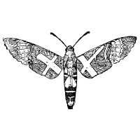 VERITAS NOCTUM LIMITED