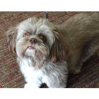 TheDogChugg logo - Similar company to X Vision Media