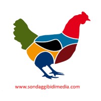 BiDiMedia logo - Similar company to Miutifin