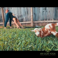 ATX Goat Yoga logo - Similar company to Goat Yoga™ Arizona