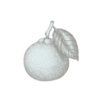 Orenge Durham logo - Similar company to Orenge