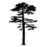 Red Pine Consulting logo - Similar company to Techera