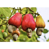 Vietnam Fruits, Nuts and Spices logo - Similar company to Spain Ethical Trade Forums
